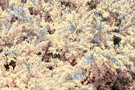 Photo Picture of Beautiful Blooming Flower Backgroundの写真素材