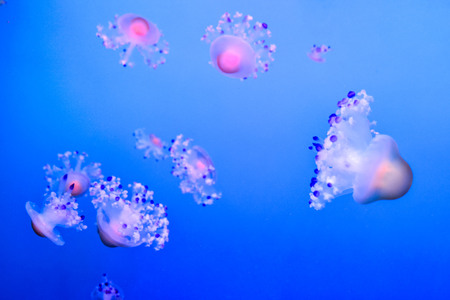 Photo Picture of Some Jellyfish Dangerous Poisonous Medusaの写真素材