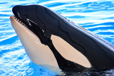 Photo Picture of a Mammal Orca Killer Whale Fishの写真素材