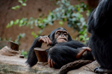 Wild Black Chimpanzee Mammal Ape Monkey Animal