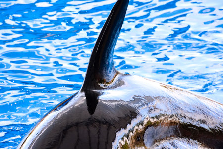 Photo Picture of a Mammal Orca Killer Whale Fish