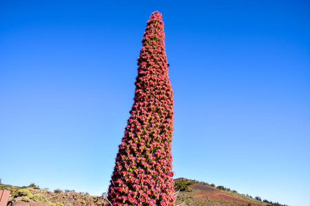 Specimens of Endemic Red Tenerife Bugloss in Teide National Park Canary Islands Spainの写真素材