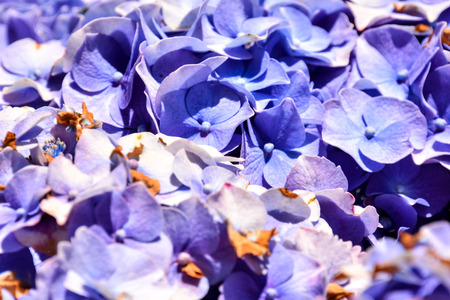 Photo Picture of Beautiful Blooming Flower Backgroundの写真素材