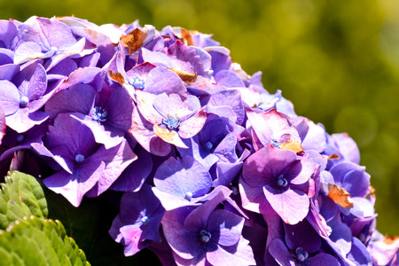 Photo Picture of Beautiful Blooming Flower Backgroundの写真素材
