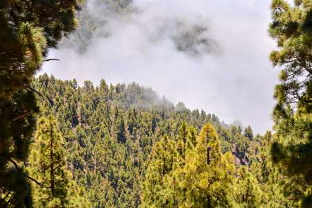 Picture Photo of Green High Pine Tree Viewの写真素材