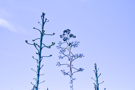 Photo Picture of an Ageve Cactus Plant Bloomingの写真素材