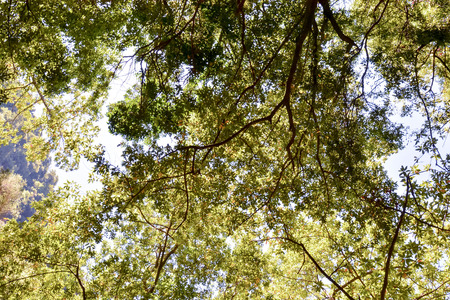 Picture Photo of Green High Pine Tree Viewの写真素材