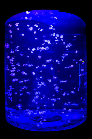 Photo Picture of Some Jellyfish Dangerous Poisonous Medusa