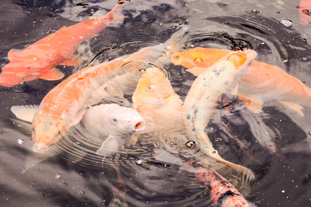 Photo Picture of Carp Fish Texture Background Patternの写真素材