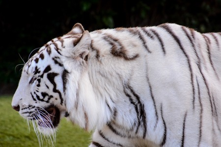 Photo Picture of a Rare White Striped Wild Tigerの写真素材