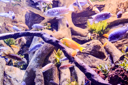 Photo Picture an Acquarium Full of Beautiful Tropical Fishes