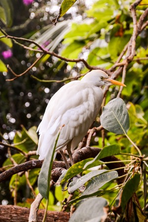 Photo Picture of a Beautiful Colored Tropical Parrotの写真素材