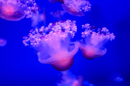 Photo Picture of Some Jellyfish Dangerous Poisonous Medusaの写真素材