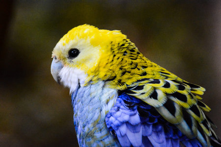 Photo Picture of a Beautiful Colored Tropical Parrot
