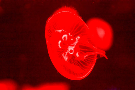 Photo Picture of Some Jellyfish Dangerous Poisonous Medusa