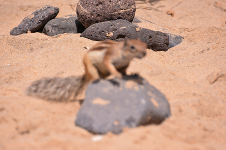 Barbary Ground Squirrel Atlantoxerus Getulus on the Spanish Island Fuerteventuraの写真素材
