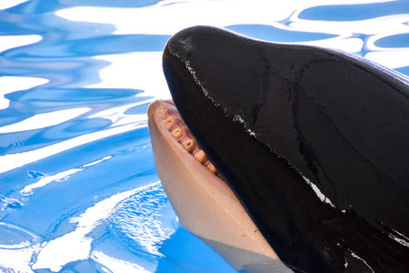 Picture of a Mammal Orca Killer Whale Fishの写真素材