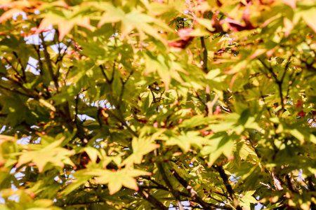 Photo Picture of Leaf Background Texture Pattern