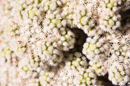 Photo Picture of a Tropical Cactus Texture Backgroundの写真素材