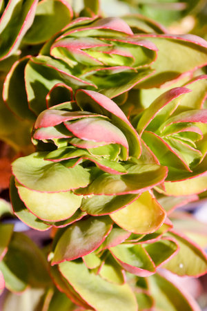 Photo Picture of a Tropical Cactus Texture Background