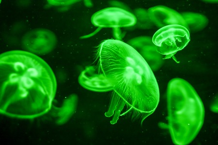 Photo Picture of Some Jellyfish Dangerous Poisonous Medusaの写真素材