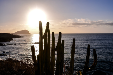 Photo Picture of a Tropical Cactus Texture Backgroundの写真素材
