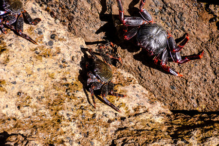 Photo Picture of a Sea animal red crab
