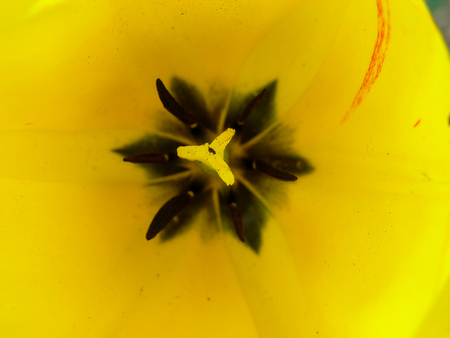 Blooming Fresh Colored Flower on a Green Gardenの写真素材