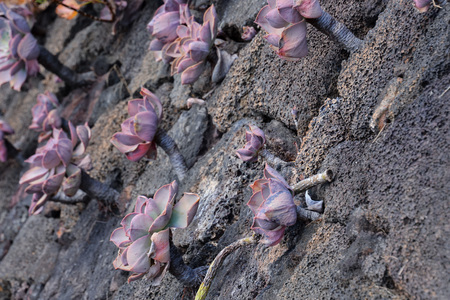 Photo Picture of Beautiful Blooming Flower Backgroundの写真素材