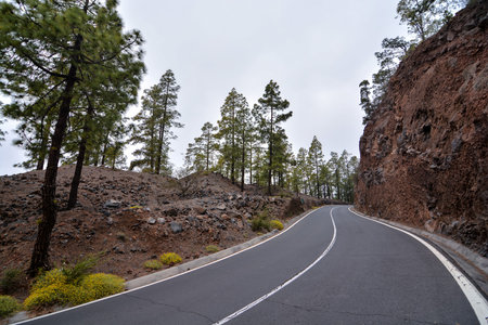 Road and coniferous pine tree forest early in the morning