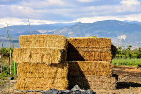 Photo picture Autumn rural landscape with hay bale, and farm