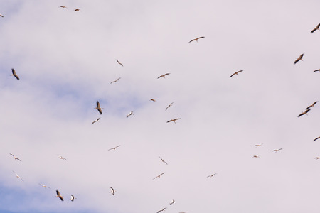 Photo picture Flock of white storks against blue skyの写真素材