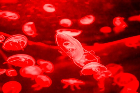 Photo Picture of Some Jellyfish Dangerous Poisonous Medusaの写真素材