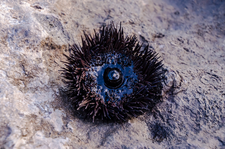 Sea Urchin on Rock Near Ocean Backgroundの写真素材