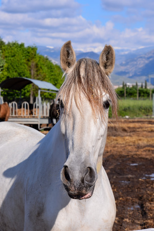 Photo picture of beautiful Horse on a farmの写真素材
