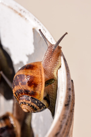 Photo picture of brown animal Edible snail escargotの写真素材