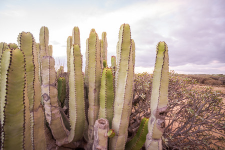 Calm Cactus Desert Sunset in Tenerife Canary Islandの写真素材