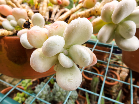 Cactus Texture Backgroundの写真素材