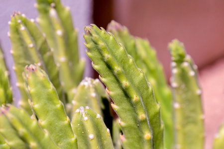 Photo Picture of a Tropical Cactus Texture Backgroundの写真素材