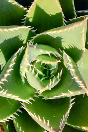 Photo Picture of a Tropical Cactus Texture Backgroundの写真素材