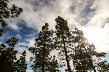 Photo Picture of a Valley in the Canary Islandsの写真素材
