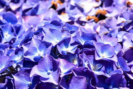 Photo Picture of Beautiful Blooming Flower Background