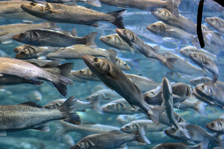 Underwater School of Silver Gray Fish in Aquariumの写真素材