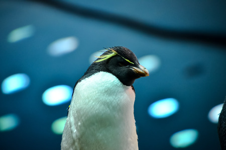 Black and White Colored Penguin in a Cold Placeの写真素材