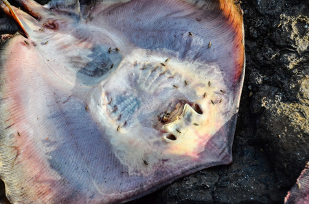 Dead Stingray Fish on the Coast near the Atlantic Oceanの写真素材