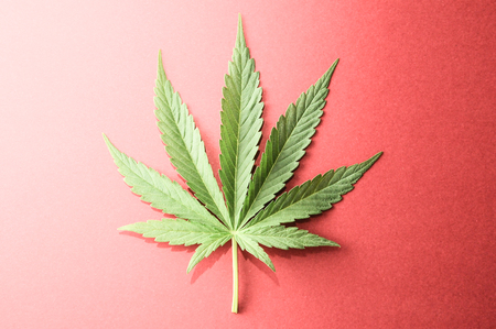 Green Fresh Marijuana Leaf with Seven Tipsの写真素材