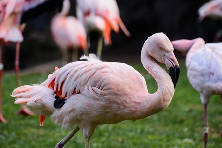 Photo Picture of Pink Animal Bird Wild Flamingoの写真素材