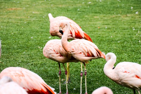 Photo Picture of Pink Animal Bird Wild Flamingoの写真素材
