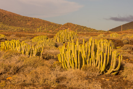 Calm Cactus Desert Sunset in Tenerife Canary Islandの写真素材