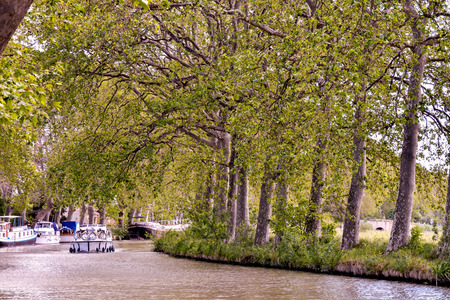 photo picture Sunlight goes through autumn green and yellow leavesの写真素材